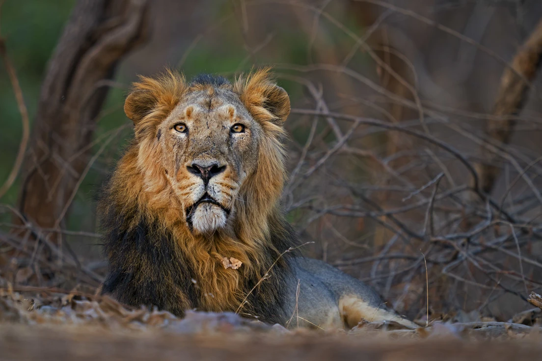 Gir Forest